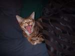 yawn4